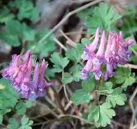 Corydalis (Yanhusuo Plant)