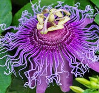 Passionflower
