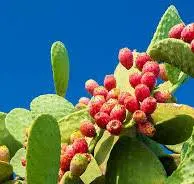 Prickly Pear